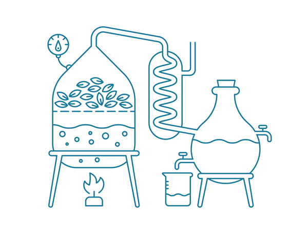 イラスト:蒸留装置で植物素材を含む容器が加熱され、蛇管を通して集液フラスコに連結されている様子