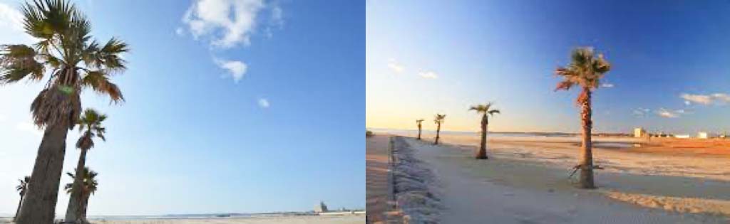 青空、夕日に照らされた砂浜に並ぶヤシの木が印象的な海岸線の風景